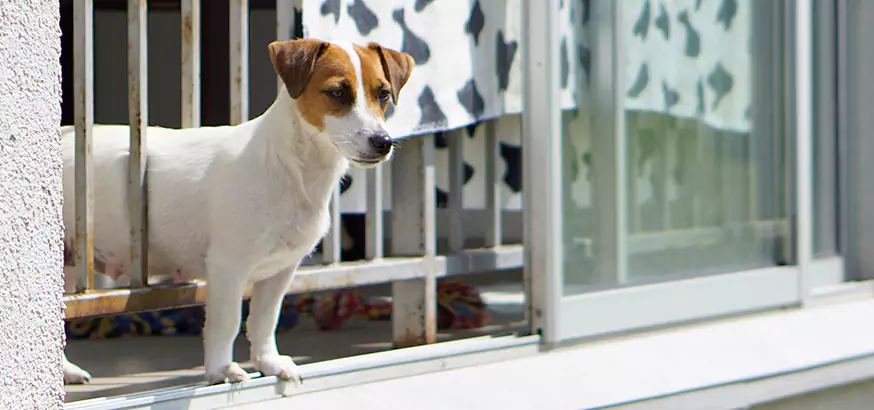 Best Pet Screen Door Repair in Alafaya, FL