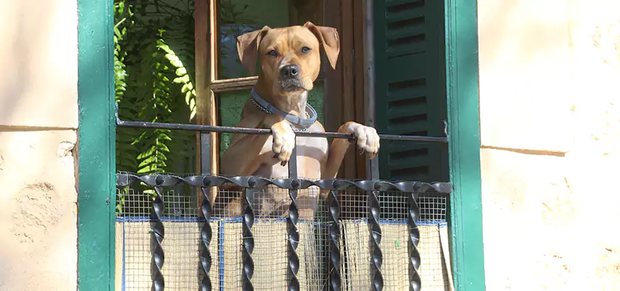Top Rated Pet Screen Door Repair in Alafaya, FL